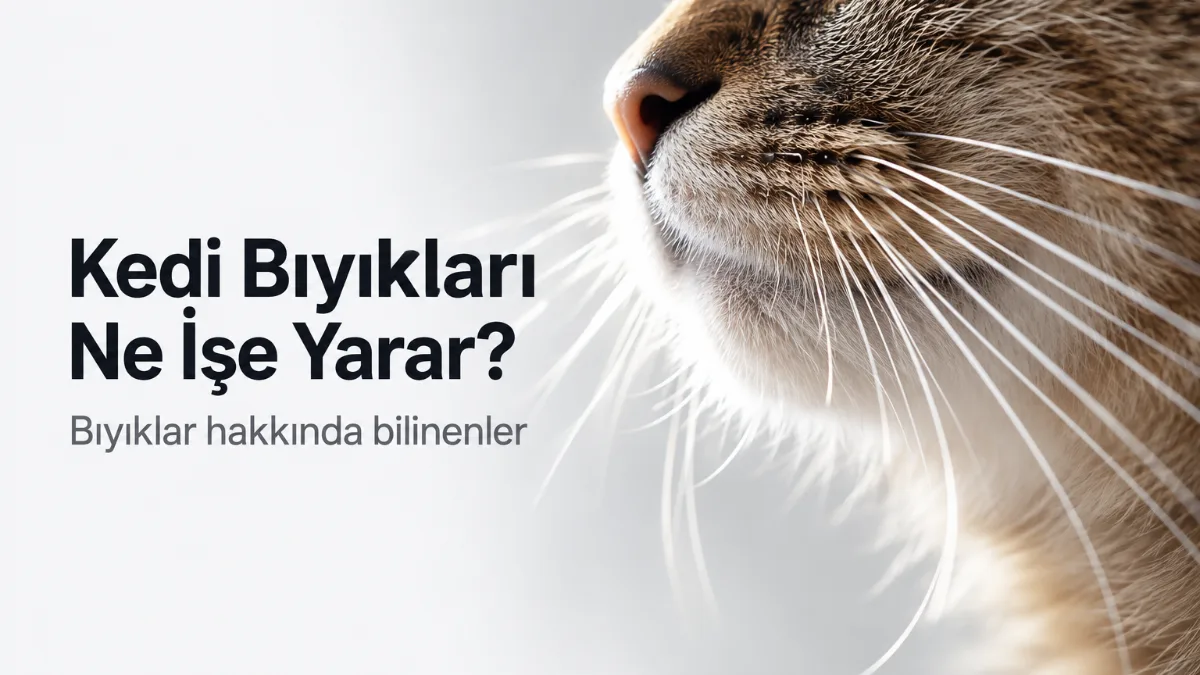 Kedi Bıyıkları Ne İşe Yarar? Bıyıklar Hakkında Bilinenler