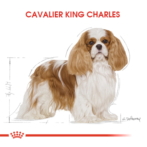Royal Canin Cavalier King Charles Adult Yetişkin Köpek Maması ambalaj görseli (3)