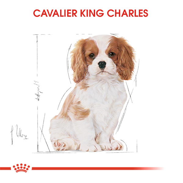 Royal Canin Cavalier King Charles Puppy Yavru Köpek Maması ambalaj görseli (3)