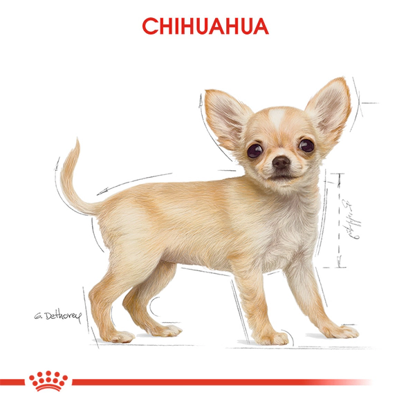 Royal Canin Chihuahua Puppy Yavru Köpek Maması ambalaj görseli (3)