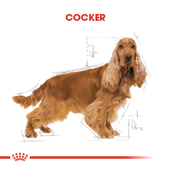 Royal Canin Cocker Spaniel Adult Yetişkin Köpek Maması ambalaj görseli (3)