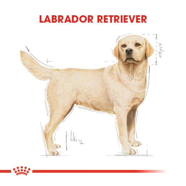 Royal Canin Labrador Retriever Adult Yetişkin Köpek Maması ambalaj görseli (3)