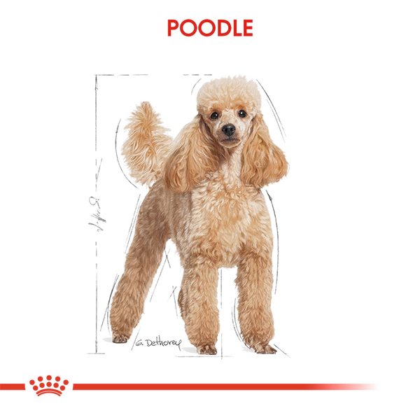 Royal Canin Poodle Adult Yetişkin Köpek Maması ambalaj görseli (3)