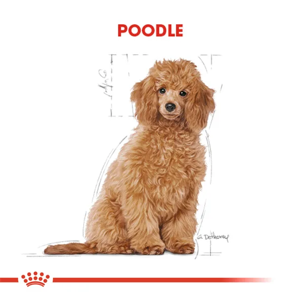 Royal Canin Poodle Puppy Yavru Köpek Maması ambalaj görseli (3)