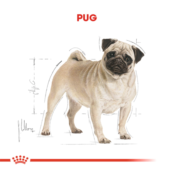 Royal Canin Pug Adult Yetişkin Köpek Maması ambalaj görseli (3)